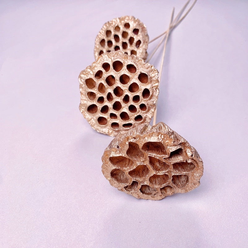 🇸🇬[SG Stock]Preserved Flowers Dried Flowers Gold Dried Lotus Pod Singapore Local Wholesaler Home Decoration/DIY/Wedding