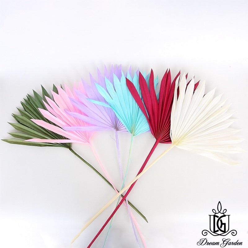 🇸🇬[SG Stock] SG Local Palm Fan Leaf Dried Palm Leaf Dried Flower Suitable For Art Wall Hanging Decoration | Wedding Arch