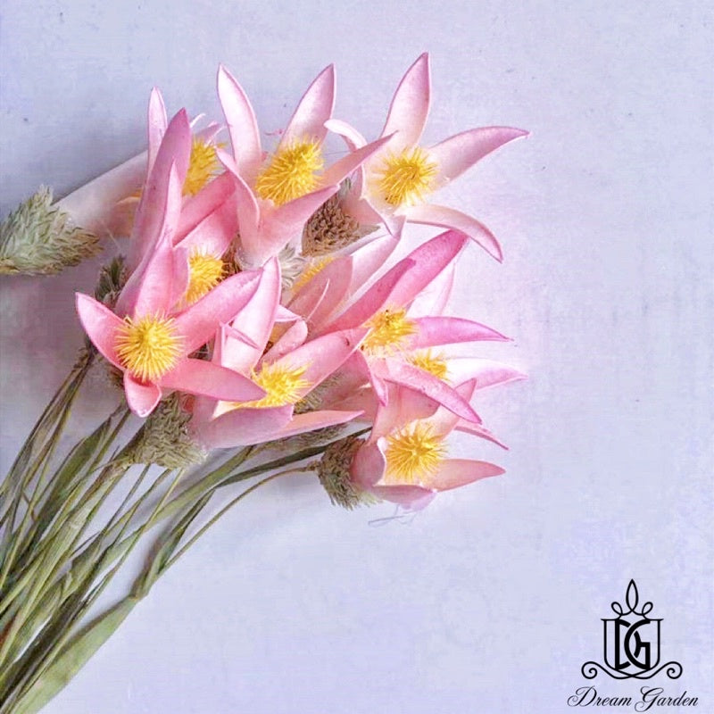 🇸🇬[SG Stock][Dream Garden]Handmade Dried Lily Flower Dried Magnolia Flower Dried Flowers Home Decoration/DIY/Wedding
