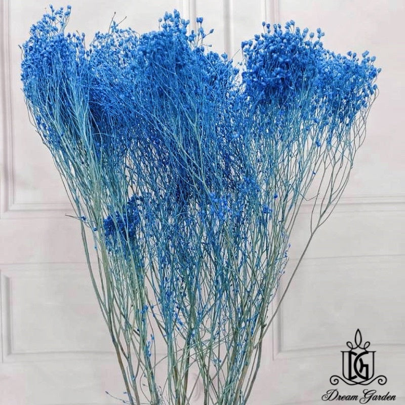 🇸🇬[SG Stock] Singapore Local Wholesalers Dried Broom Bloom Flowers Preserved Flowers Dried Flowers Babybreath