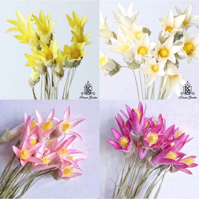 Handmade Dried Lily Flower Dried Magnolia Flower Dried | DreamGarden SG