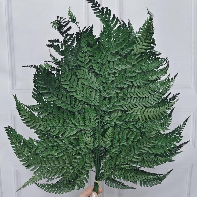 🇸🇬[SG Stock]Preserved Flowers Dried Flowers Preserved Leather Fern Singapore Local Home Decoration/DIY/Wedding
