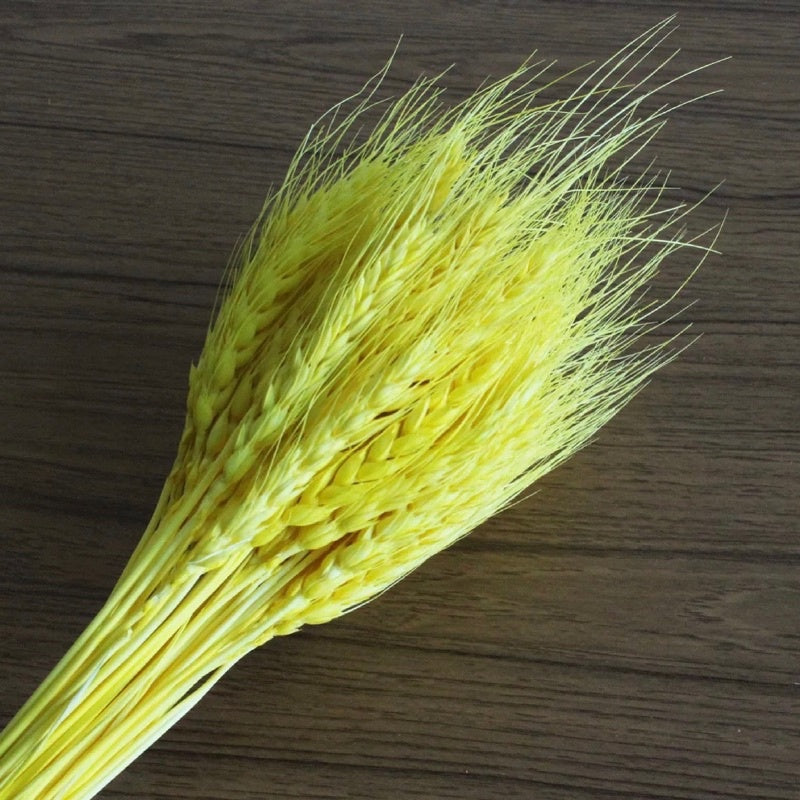 🇸🇬[SG Stock]Preserved Flowers Dried Flowers Dried Wheat Singapore Local Wholesalers Home Decoration/DIY/Wedding