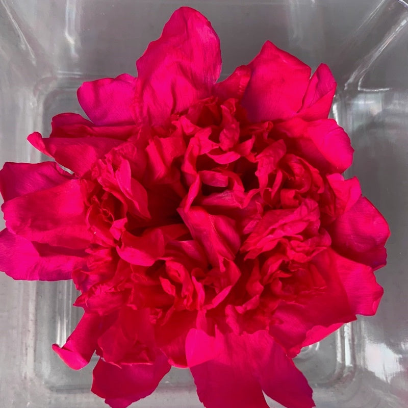 🇸🇬[SG Stock][Dream Garden]Preserved Peony Preserved Paeonia Lactiflora Preserved Flowers Home Decoration/DIY/Wedding