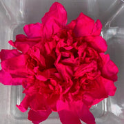 Preserved Peony Preserved Paeonia Lactiflora | DreamGarden SG