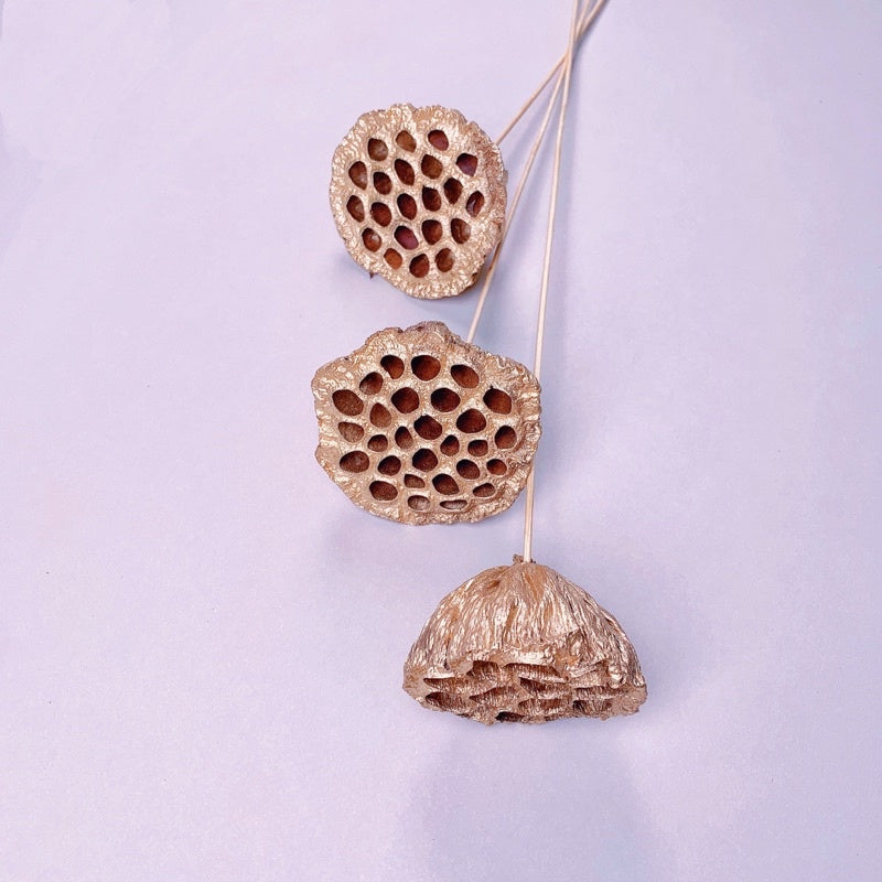 🇸🇬[SG Stock]Preserved Flowers Dried Flowers Gold Dried Lotus Pod Singapore Local Wholesaler Home Decoration/DIY/Wedding