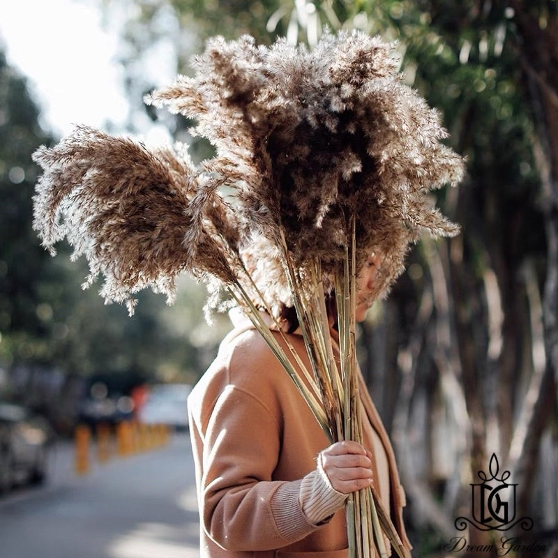 🇸🇬[SG Stock]Singapore Local Naturally Dried Fluffy Pampas Grass Home Decoration Flower Arrangement Reed Bouquet