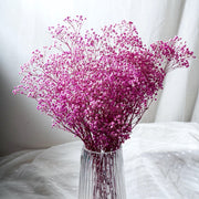 Preserved Babybreath | DreamGarden SG