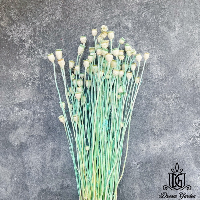 🇸🇬[SG Stock][Dream Garden]Dried Poppy Bunch Dried Flowers Dried Fruits Home Decoration/DIY/Wedding/Flora/Dome