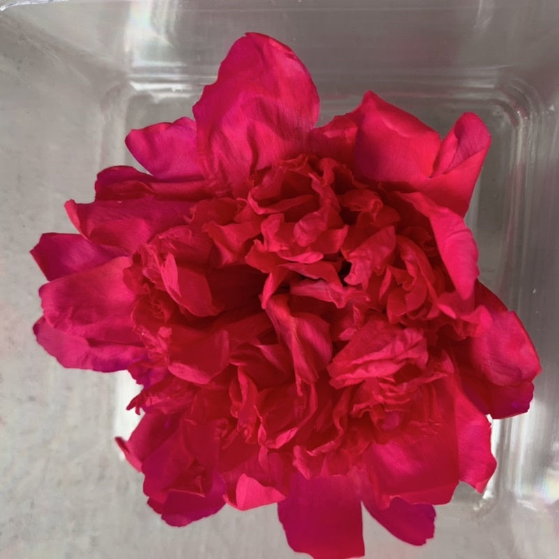 🇸🇬[SG Stock][Dream Garden]Preserved Peony Preserved Paeonia Lactiflora Preserved Flowers Home Decoration/DIY/Wedding