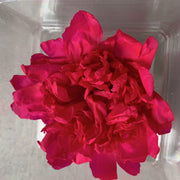 Preserved Peony Preserved Paeonia Lactiflora | DreamGarden SG
