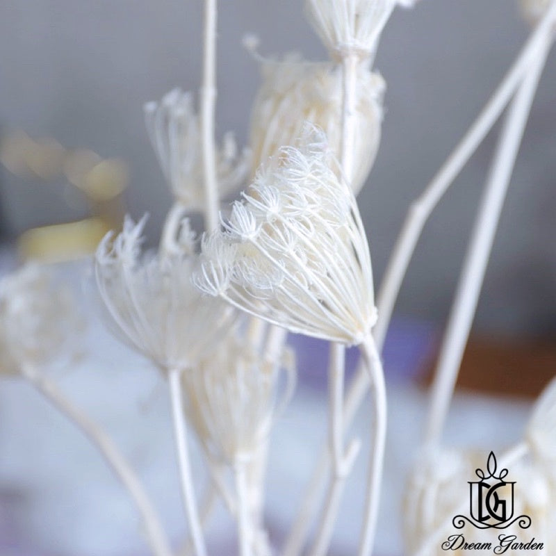 🇸🇬[SG Stock][Dream Garden]Dried Wild Fennel Dried Ammi Majus Dried Flowers Home Decoration/DIY/Wedding/Dome