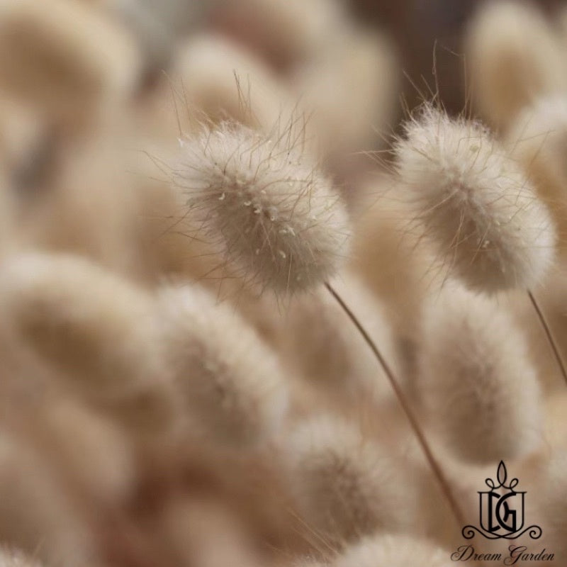 🇸🇬[SG Stock]Dried Flowers Mini Natural Color Bunny tail Grass For Home Decor/DIY/Wedding/Glass Cover Dome Dried  Flowers