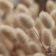 Dried Flowers Mini Natural Color Bunny tail Grass For | DreamGarden SG