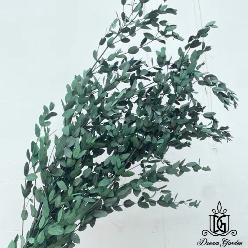 🇸🇬[SG Stock]Singapore Local Wholesaler Dream Garden Preserved Flowers Dried Flower Preserved Leaves Preserved Eucalyptus