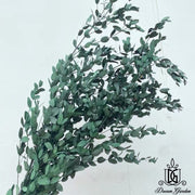 Preserved Leaves Preserved Eucalyptus | DreamGarden SG