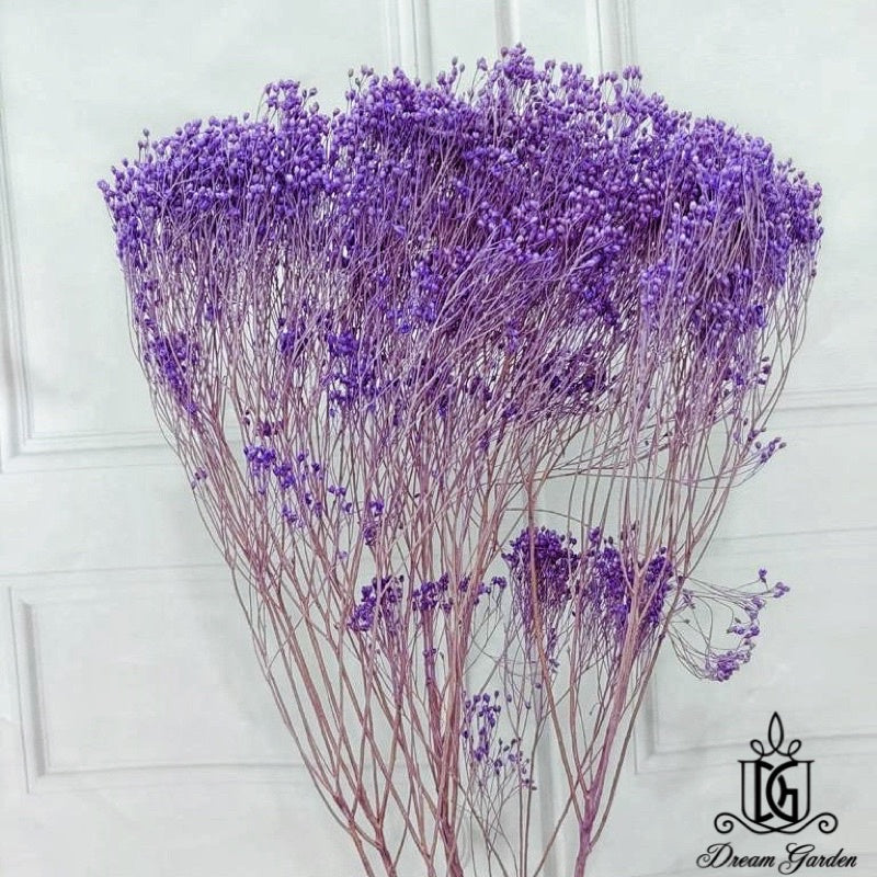 🇸🇬[SG Stock] Singapore Local Wholesalers Dried Broom Bloom Flowers Preserved Flowers Dried Flowers Babybreath