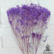 Dried Broom Bloom Flowers Preserved Flowers Babybreath | DreamGarden SG