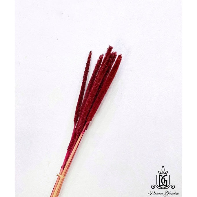🇸🇬[SG Stock]Preserved Flowers Dried Flowers Preserved Babala Singapore Local Wholesaler Home Decoration/DIY/Wedding