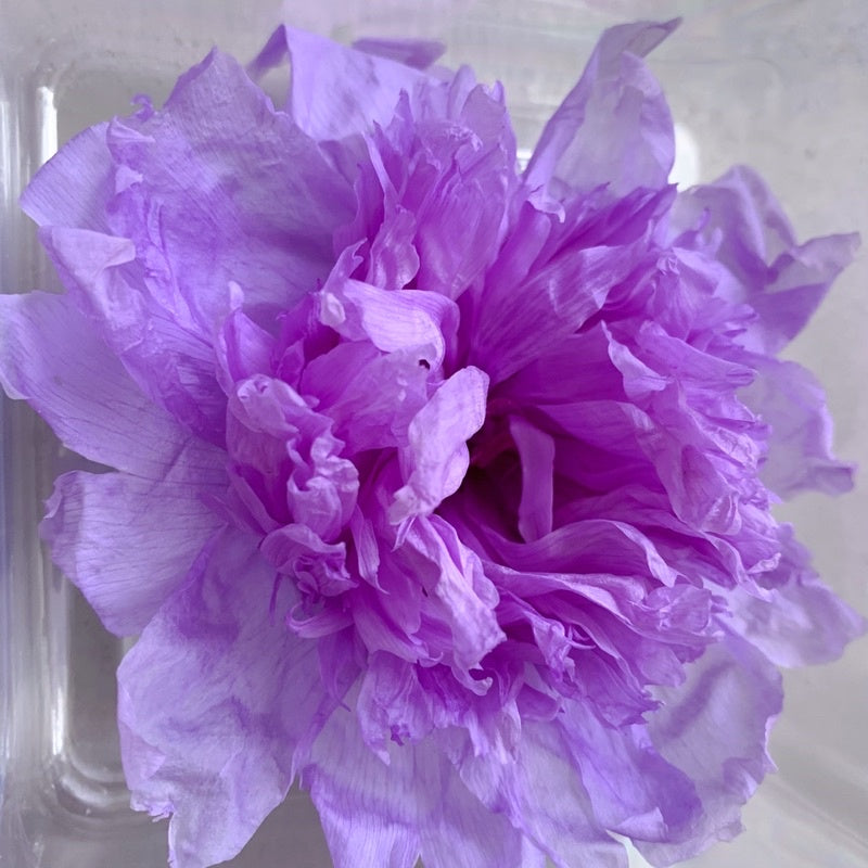 🇸🇬[SG Stock][Dream Garden]Preserved Peony Preserved Paeonia Lactiflora Preserved Flowers Home Decoration/DIY/Wedding