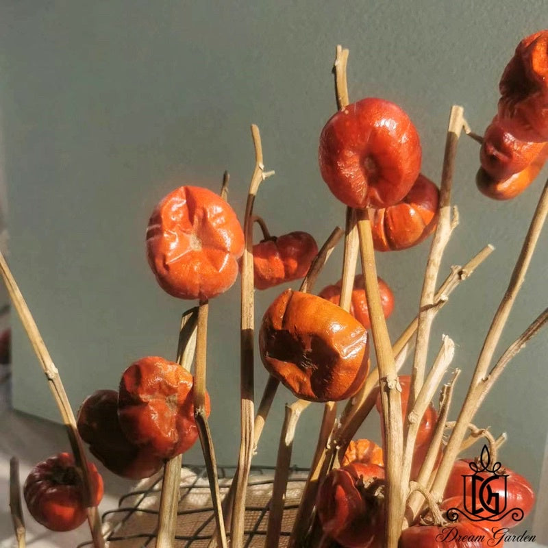 🇸🇬[SG Stock]Mini Dried Pumpkin Real Fruit Christmas Flowers Singapore Local Wholesalers Home Decoration/DIY/Wedding