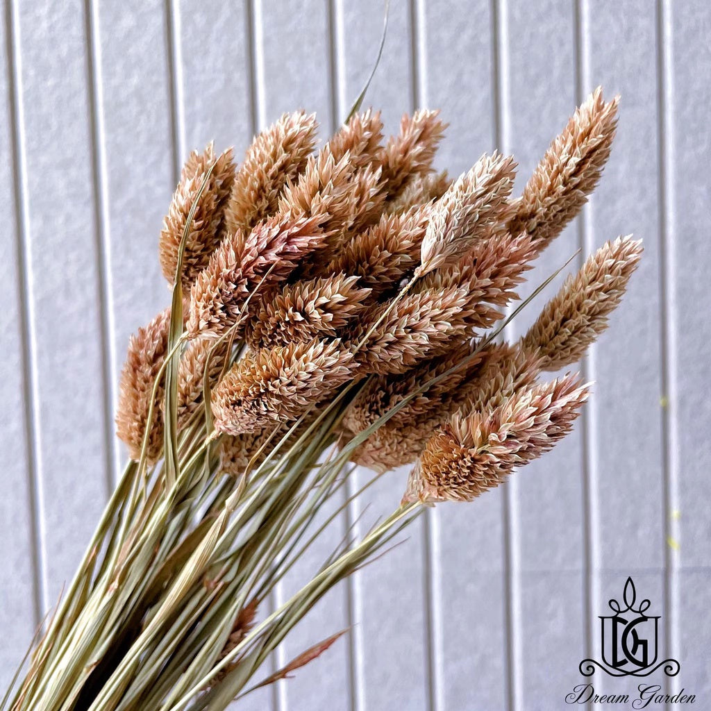 Singapore local preserved flower wholesaler：Dried Phalaris