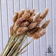 preserved flower ：Dried Phalaris | DreamGarden SG