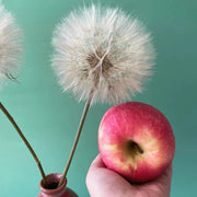 Preserved Giant Dandelion