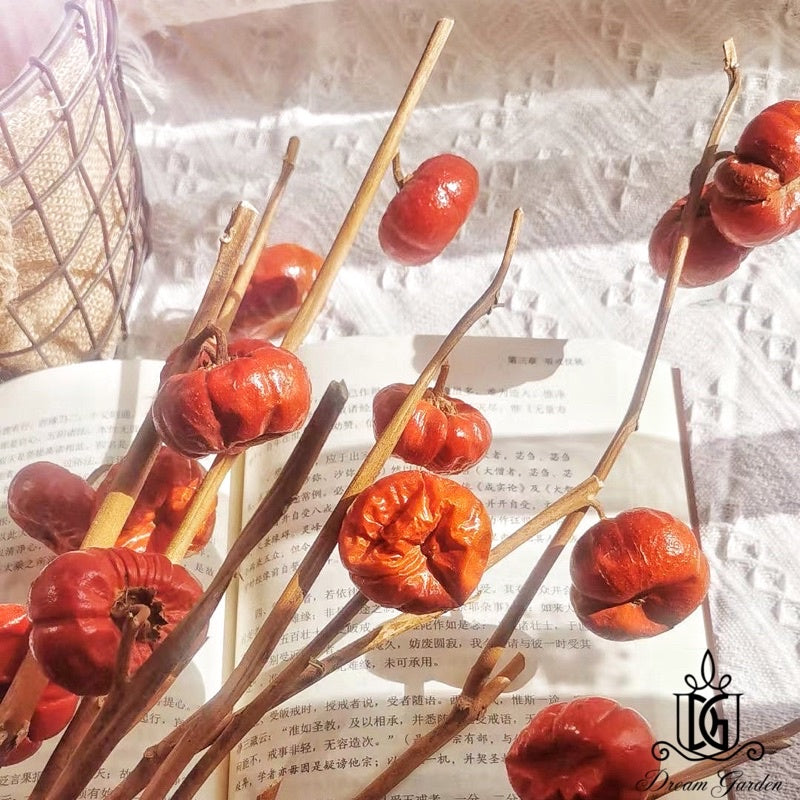 🇸🇬[SG Stock]Mini Dried Pumpkin Real Fruit Christmas Flowers Singapore Local Wholesalers Home Decoration/DIY/Wedding