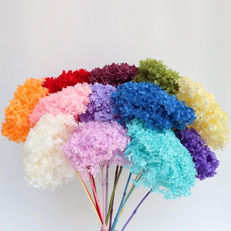 🇸🇬[SG Stock]Preserved Flowers Grade A Preserved Hydrangea Singapore Local Wholesalers Home Decoration/DIY/Wedding