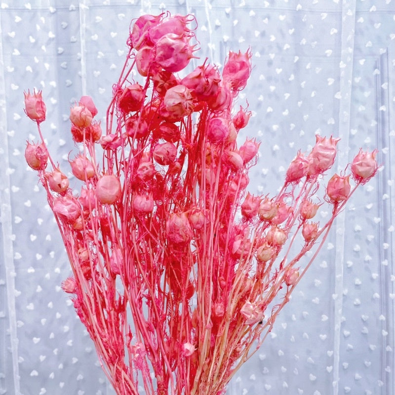 🇸🇬[SG Stock] Preserved Nigella Pods For Home Decor/DIY/Wedding/Glass Cover Dome Dried Eternal Flowers
