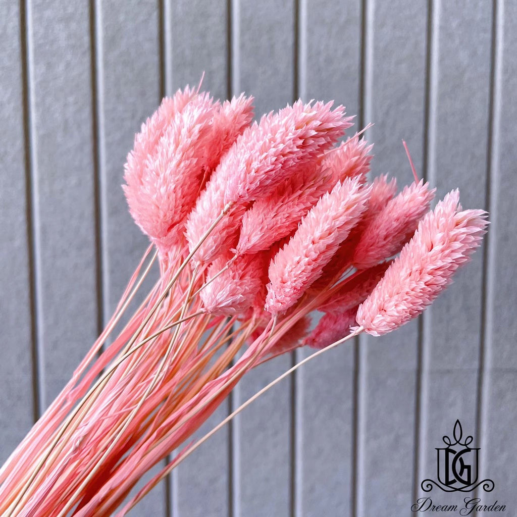 Singapore local preserved flower wholesaler：Dried Phalaris