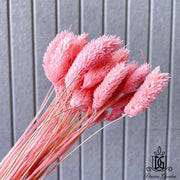 preserved flower ：Dried Phalaris | DreamGarden SG