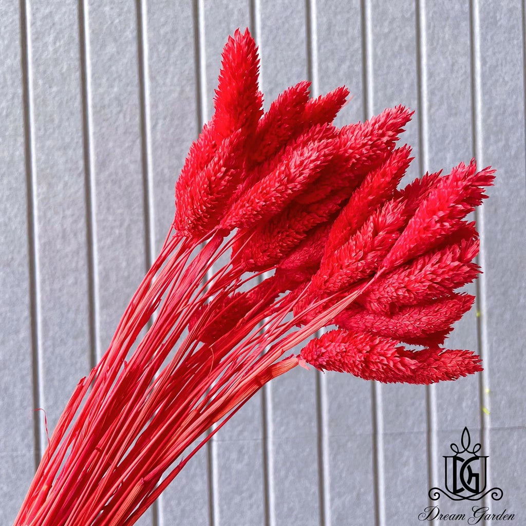 Singapore local preserved flower wholesaler：Dried Phalaris