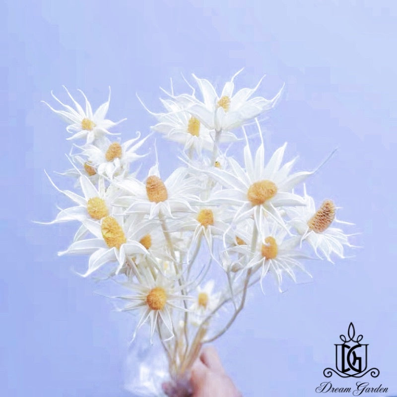 🇸🇬[SG Stock]Handmade Dried Flowers Dried Daisy Dried Sunflowers Singapore Local Wholesalers Home Decoration/DIY/Wedding
