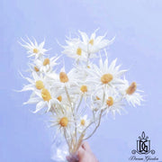 Handmade Dried Flowers Dried Daisy Dried Sunflowers 2 | DreamGarden SG