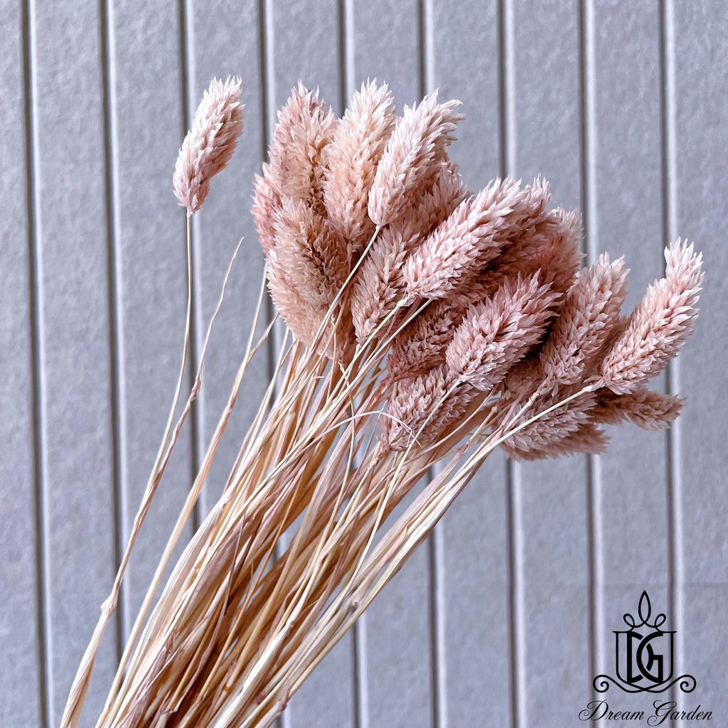 Singapore local preserved flower wholesaler：Dried Phalaris