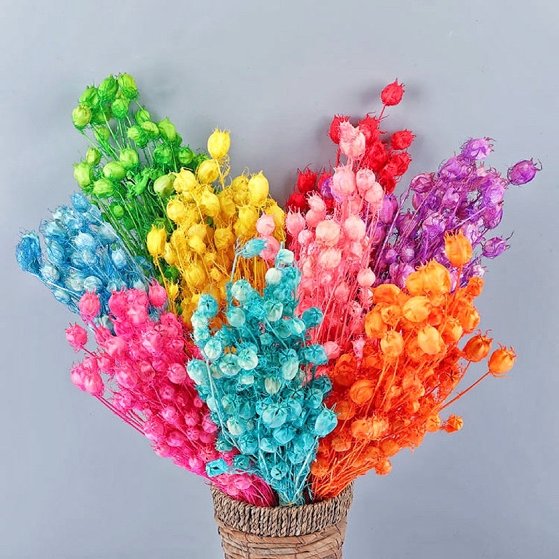 🇸🇬[SG Stock] Preserved Nigella Pods For Home Decor/DIY/Wedding/Glass Cover Dome Dried Eternal Flowers