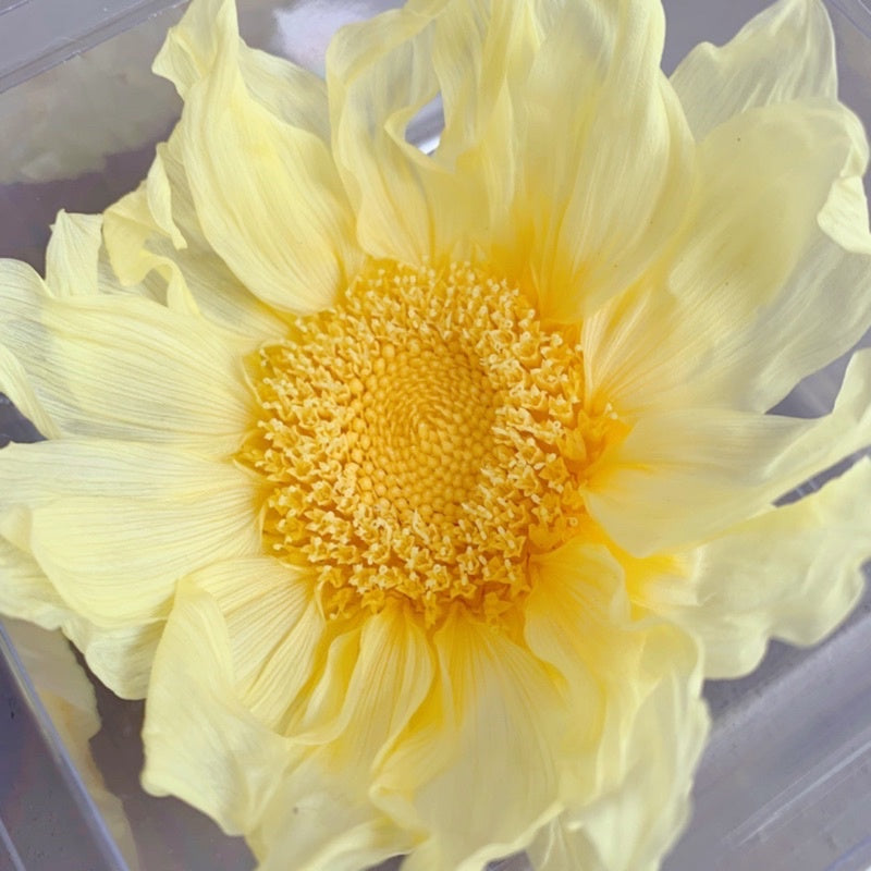 🇸🇬[SG Stock][Dream Garde]Preserved Sunflowers Preserved Flowers Dried Flowers Home Decoration/DIY/Wedding/Dome