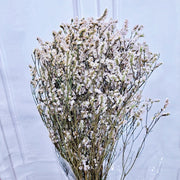 Preserved Limonium Preserved Caspia | DreamGarden SG