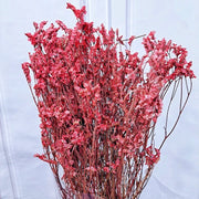 Preserved Limonium Preserved Caspia | DreamGarden SG