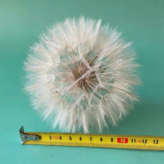 Preserved Giant Dandelion