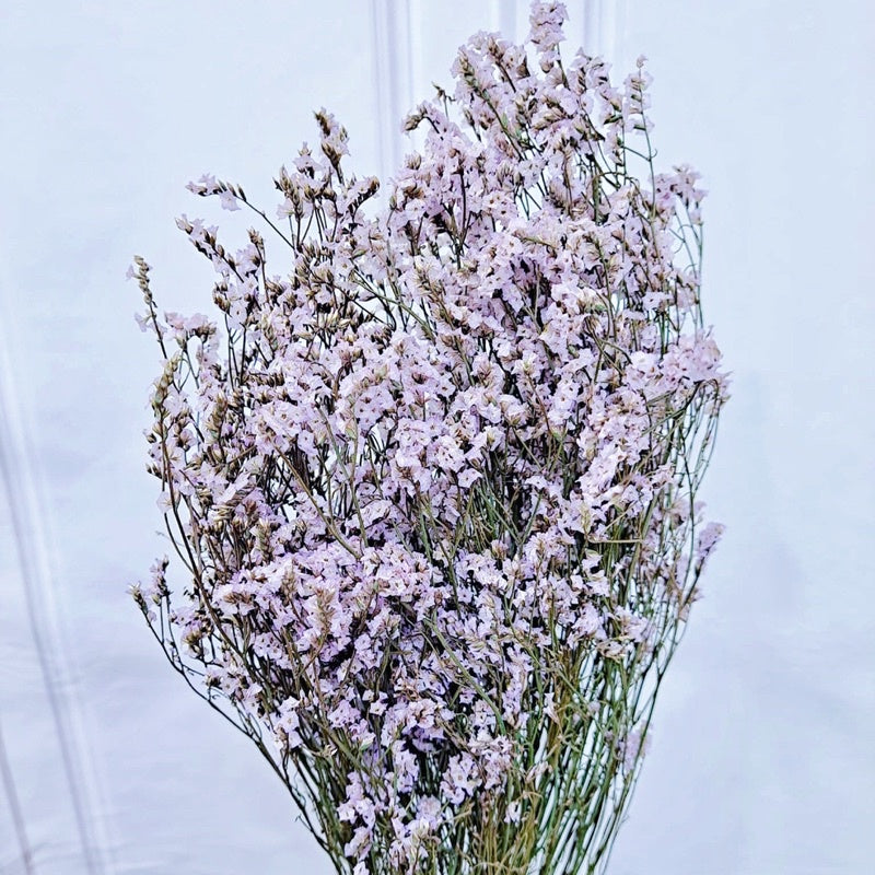 🇸🇬[SG Stock]Preserved Flowers Preserved Limonium Preserved Caspia Singapore Local Home Decoration/DIY/Wedding