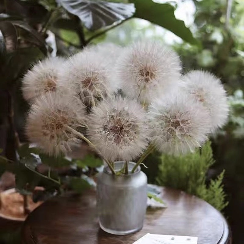 Preserved Giant Dandelion