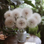Preserved Giant Dandelion