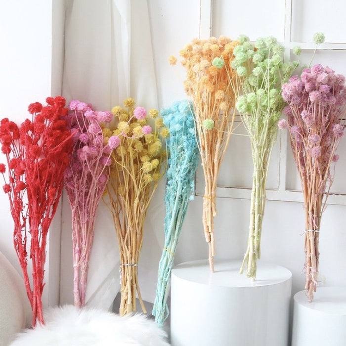 Dried Scabiosa Pods Flowers | DreamGarden SG