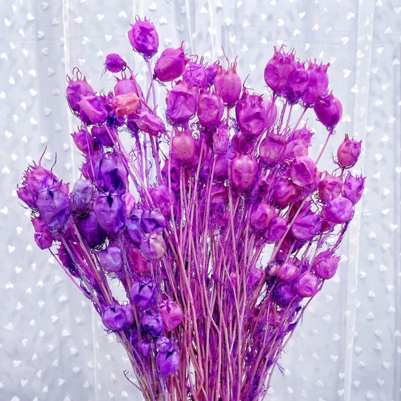 🇸🇬[SG Stock] Preserved Nigella Pods For Home Decor/DIY/Wedding/Glass Cover Dome Dried Eternal Flowers