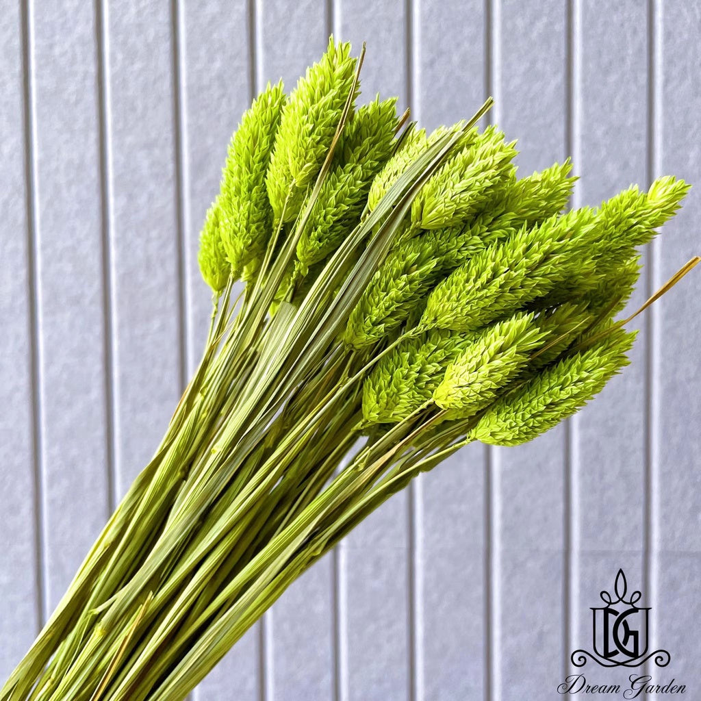 Singapore local preserved flower wholesaler：Dried Phalaris