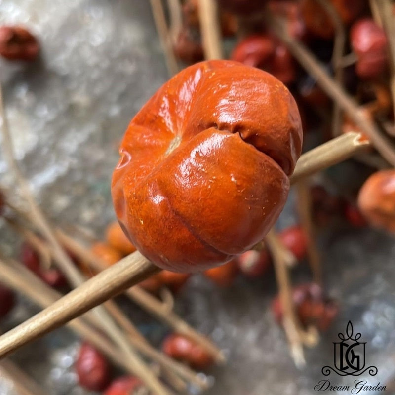 🇸🇬[SG Stock]Mini Dried Pumpkin Real Fruit Christmas Flowers Singapore Local Wholesalers Home Decoration/DIY/Wedding