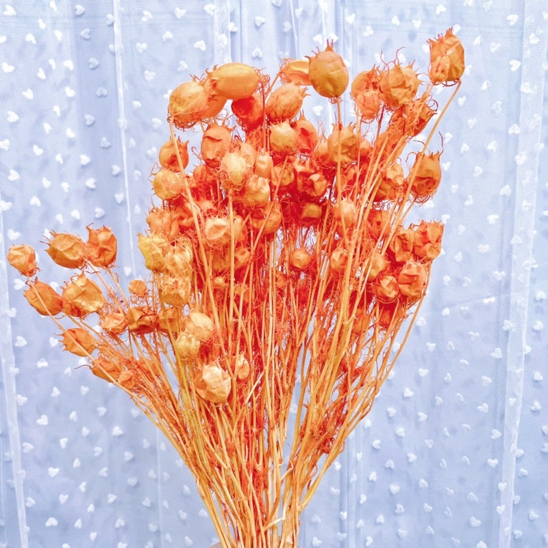 🇸🇬[SG Stock] Preserved Nigella Pods For Home Decor/DIY/Wedding/Glass Cover Dome Dried Eternal Flowers